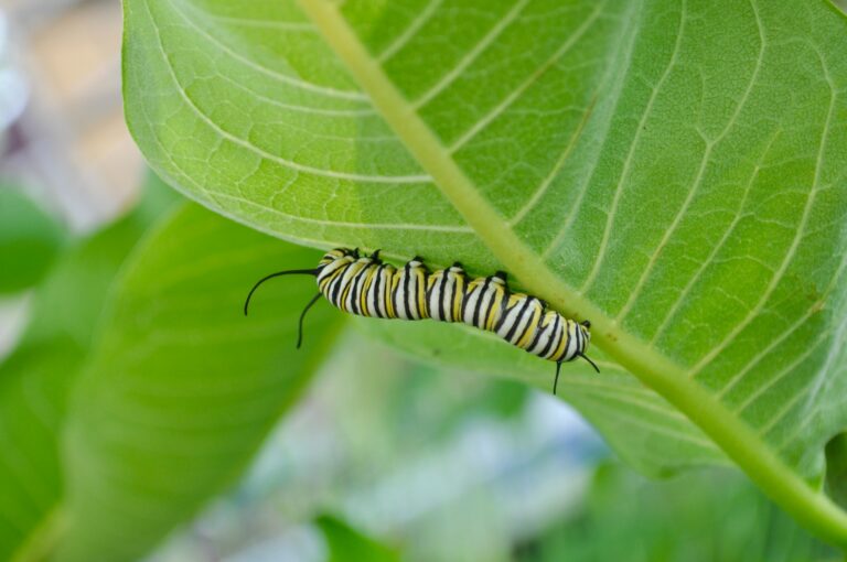 A caterpillar climbing on a leaf.