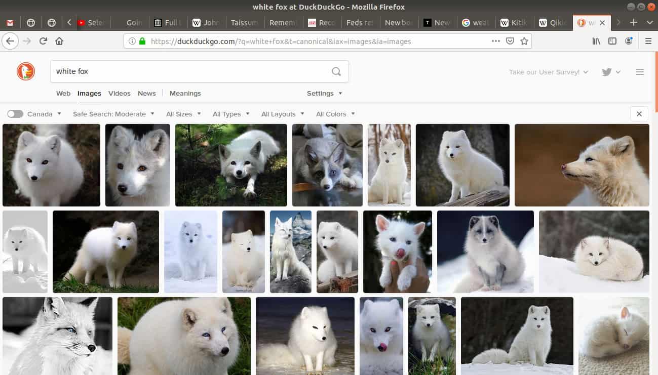 Images tab open from the search of "white fox".