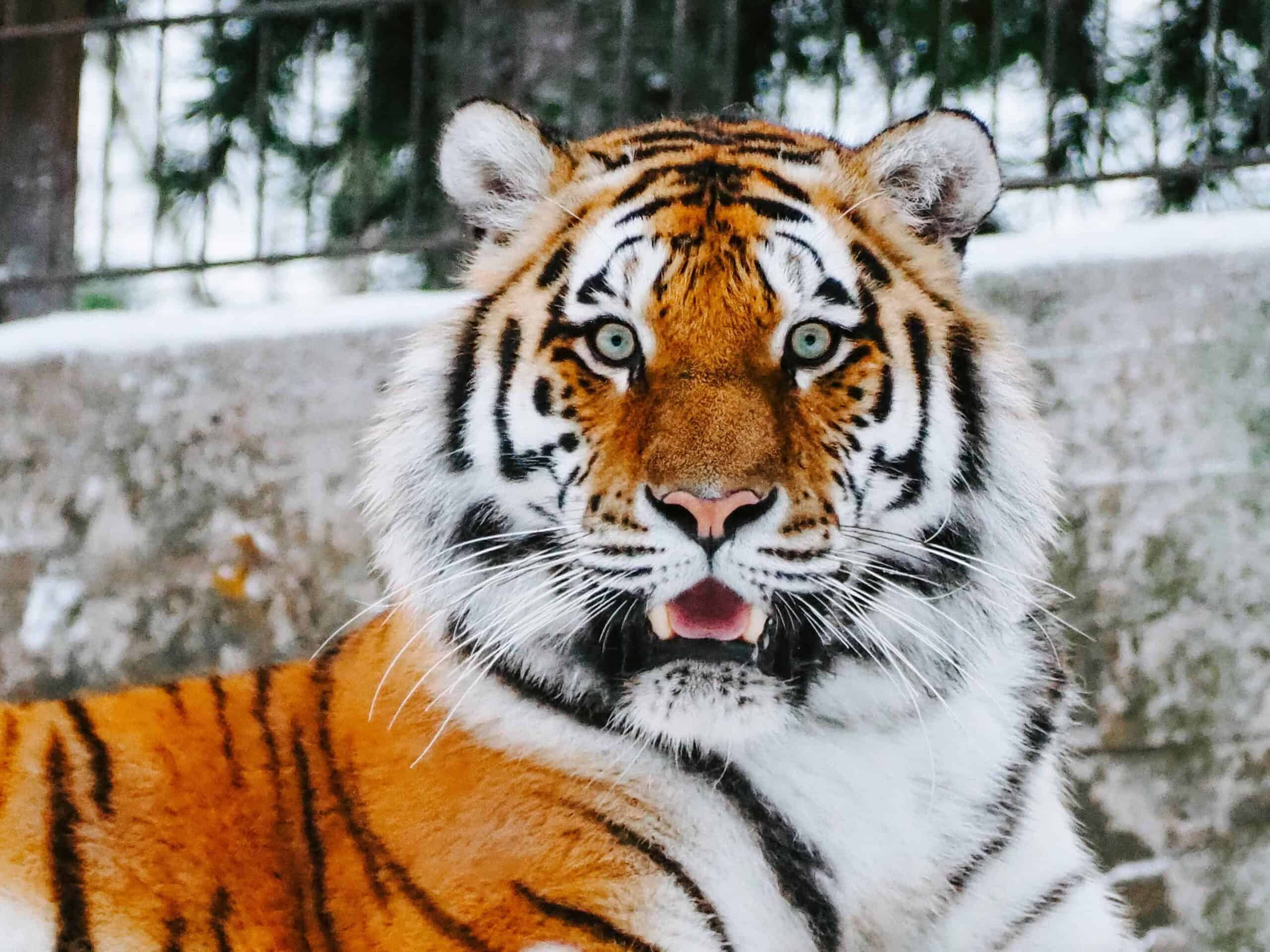 An orange, black and white lion.